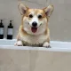 Simba