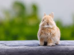 bunny #1