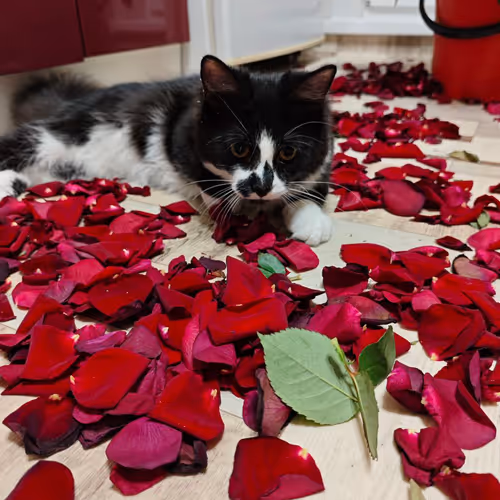 cat and rose petals