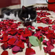 cat and rose petals
