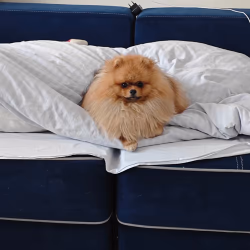  cute little dog