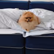  cute little dog