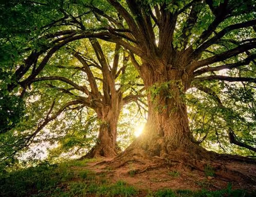 Sacred Roots