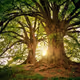 Sacred Roots