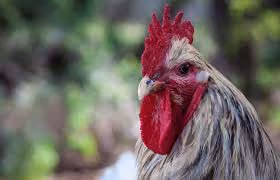 cock #1
