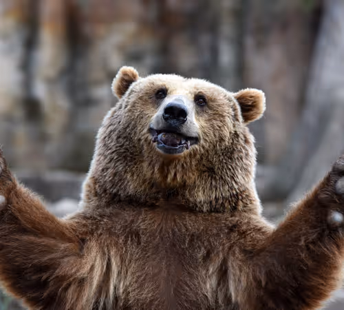 Bear #1