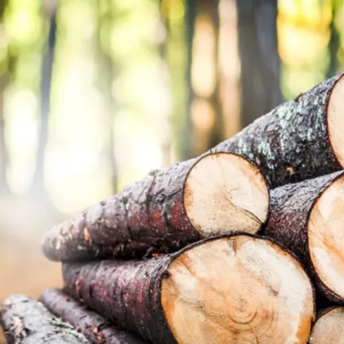 timber wood #1
