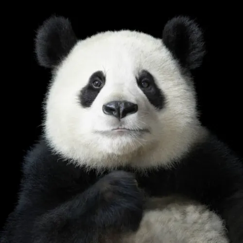 PandaInk #1