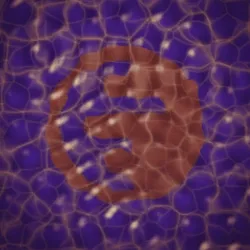 Rose Crossing Ripples