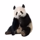 panda10