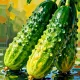 Cucumbers