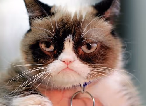 cattt