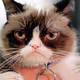 cattt