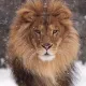 cryptolion