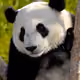 blackypanda