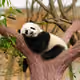 panda5