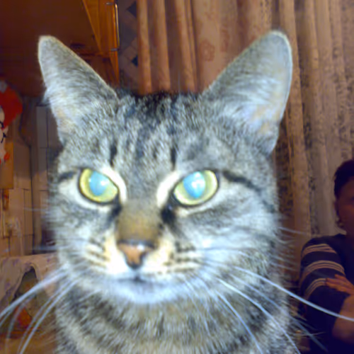INK best cat