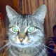 INK best cat