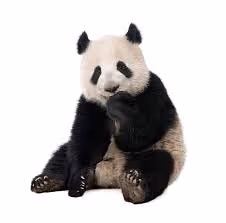 panda10