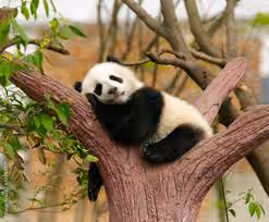 panda5