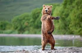 bear
