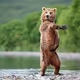 bear
