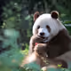 PANDA3