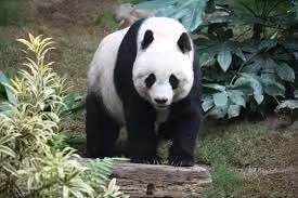 panda1