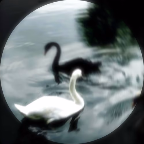 Swan