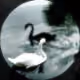 Swan