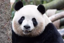 panda3