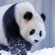 panda8