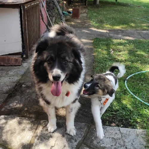 mydogs 