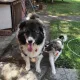 mydogs 