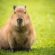 Capybara