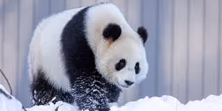 panda8