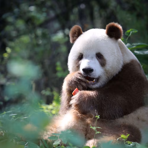 uglypanda