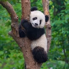 panda2