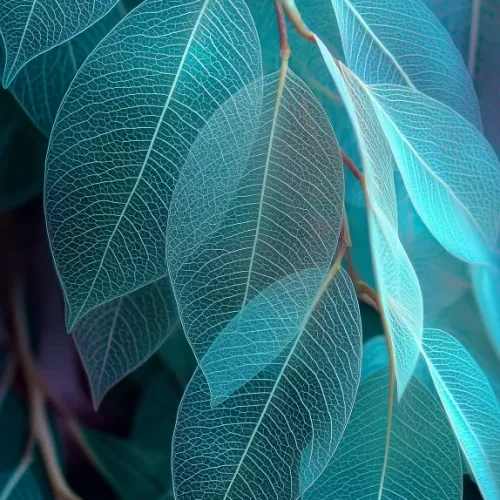 Leaves
