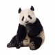 BlackPanda10