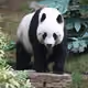 panda1