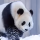 BlackPanda8