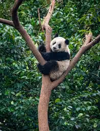 panda6
