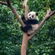 panda6