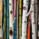 Birches