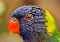 Amazing Birds