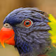 Amazing Birds