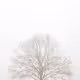 Misty Mornings