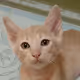 Siam Orange Cat.