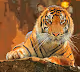 Amazing-arts